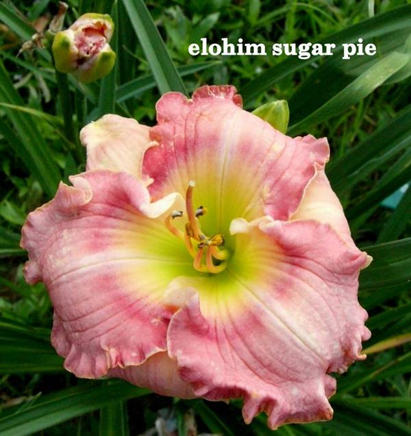 sugar pie